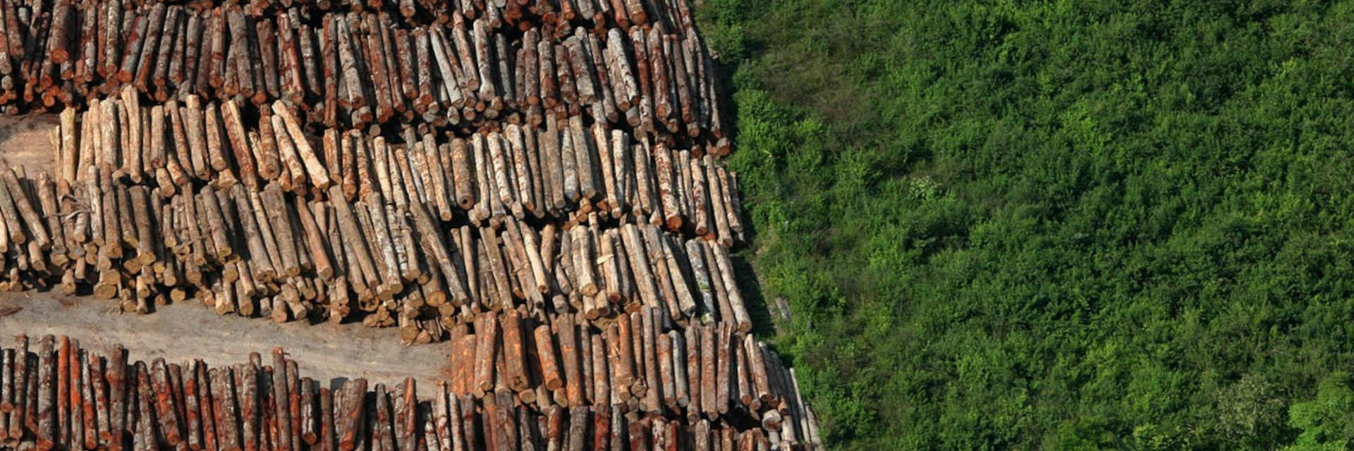 Perda de floresta tropical primária