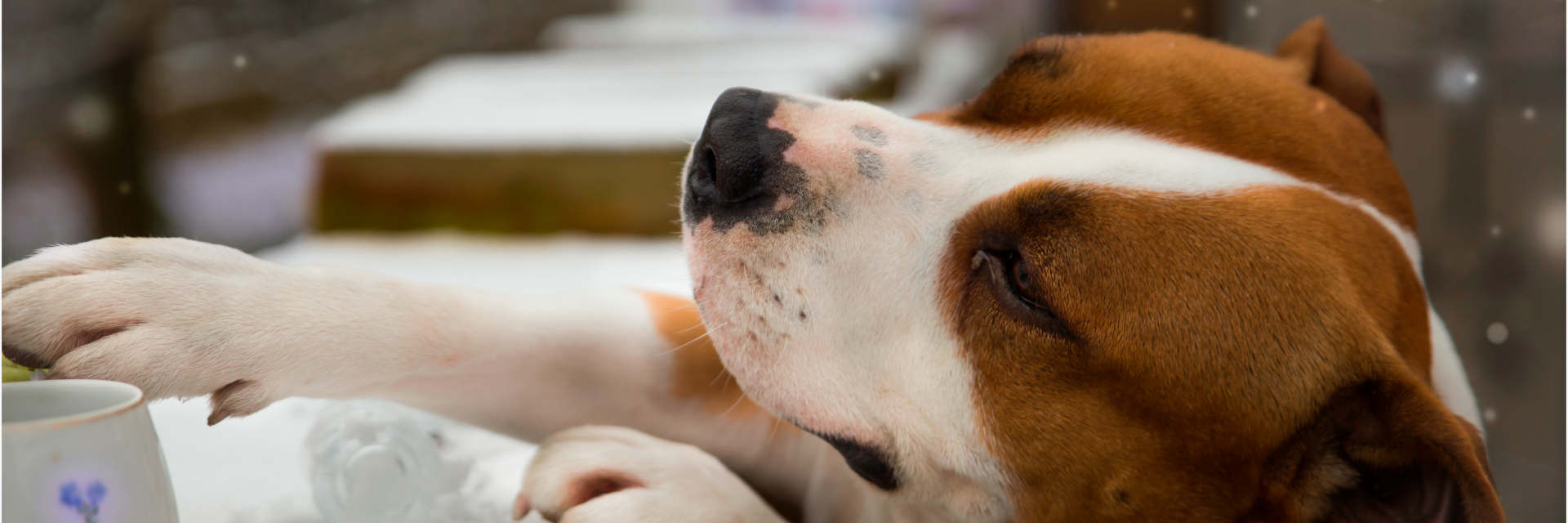 pets no ambiente de trabalho